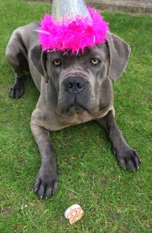 Pozdrowienia przesyła Morgana